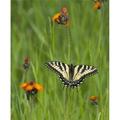 Eastern Tiger Swallowtail Papilio Glaucus Butterfly Resting on Flowers - Ontario Canada Poster Print - 28 x 34 in. - Large