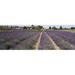 Field of lavender Jardin Du Soleil Sequim Clallam County Washington State USA Poster Print by - 36 x 12