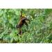 Pacaya Samiria Reserve Peru Brown woolly monkey (Humboldt s woolly monkey) hanging by its tail in the jungle Poster Print by Janet Horton (24 x 18) # SA17JHO0076