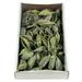 Vickerman 5-9 BRACHY POD CLUSTERS FROSTED GREEN 1.1 LB TRAY (CPD-12) Dried