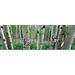 Aspen trees in a grove on the slope of Shadow Mountain Bridger-Teton National Forest Wyoming USA Poster Print (36 x 12)