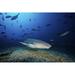 Tawny Nurse Shark swims away after eating some fish scraps Fiji Poster Print
