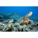 Hawaii Two Green Sea Turtles (Chelonia Mydas) On Colorful Coral Reef. Poster Print (34 x 22)