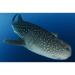 Whale shark (Rhincodon typus) gathers under fishing platform to feed from fishermens nets Papua Indonesia Poster Print (17 x 11)