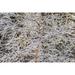 Alaska Frost-covered tree limbs by Jaynes Gallery (36 x 24)