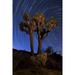 A Joshua tree against a backdrop of north facing star trails in Joshua Tree National Park California Poster Print (22 x 34)