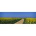 Panoramic Images PPI57221L Dirt road running through an oilseed rape field Germany Poster Print by Panoramic Images - 36 x 12