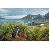 South Georgia Island Cooper Bay Macaroni penguin in the tussock grass Poster Print by Yuri Choufour (24 x 18) # AN02YCH0111