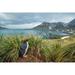 South Georgia Island Cooper Bay Macaroni penguin in the tussock grass Poster Print by Yuri Choufour (24 x 18) # AN02YCH0111