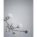 USA Washington State Seabeck. White magnolia flowers and branches. Poster Print by Jaynes Gallery (24 x 36)