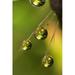 California San Diego Water drops on a dandelion by Christopher Talbot Frank (18 x 24)