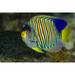 Regal angelfish Bohol Sea Philippines Poster Print by Bruce Shafer/Stocktrek Images (34 x 22)