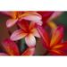 Hawaii Maui Close-Up Of Dark Pink Yellow Plumeria Flowers On Plant Wet Dewdrops Poster Print