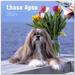 2023 2024 Lhasa Apso Calendar - Dog Breed Monthly Wall Calendar - 12 x 24 Open - Thick No-Bleed Paper - Giftable - Academic Teacher s Planner Calendar Organizing & Planning - Made in USA