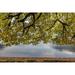 Washington State-Olympic National Park Bigleaf maple tree and lake by Jaynes Gallery (36 x 24)