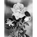 Hybrid Tea Rose Poster Print (24 x 36)