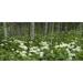 Yarrow and aspen trees along Gothic Road Mount Crested Butte Gunnison County Colorado USA Poster Print (12 x 6)