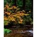 Vine Maple leaves (Acer circinatum) along Salt Creek Willamette National Forest Lane County Oregon USA Poster Print by Panoramic Images (28 x 22)