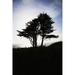 Posterazzi The Silhouette of A Tree Against A Bright Blue Sky & Cloud with The Pacific Coastline on Fort Point - San Francisco Ca Poster Print - 12 x 19 in.