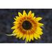 USA California Hybrid sunflower by Christopher Talbot Frank (36 x 24)