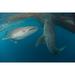 Pair of whale sharks swimming around near the surface under fishing nets Cenderawasih Bay West Papua Indonesia Poster Print (17 x 11)