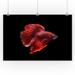 Red Siamese Fighting Fish - Lantern Press Photography (24x36 Giclee Gallery Print Wall Decor Travel Poster)