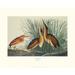 Least Bittern (decorative border) Poster Print by John James Audubon (30 x 24)