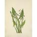N. American Wild Flowers 1925 Arum Arrowhead Poster Print by Mary V. Walcott (24 x 36)