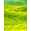USA Washington State Palouse Region. Patterns in Spring Canola field Poster Print by Terry Eggers (18 x 24)