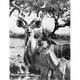 East Africa: Kudu. /Ntragelaphus Imberbis. Photographed Mid-20Th Century. Poster Print by (18 x 24)