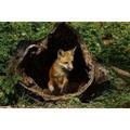 Red Fox kit-Vulpes Vulpes Captive by Adam Jones (36 x 24)