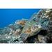 Hawaii Two Green Sea Turtles (Chelonia Mydas) On Colorful Coral Reef. Poster Print (34 x 22)