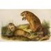 Squirrels and other faux-bearers 1900 Woodchuck Poster Print by J.J. Audubon