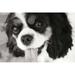 King Charles Spaniel Poster Print by Karyn Millet (12 x 18)