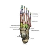 3D model of the foot depicting the dorsal bone structures with annoations Poster Print by Photon Illustration/Stocktrek