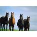 Posterazzi Ireland - Thoroughbred Yearlings Poster Print by The Irish Image Collection - 18 x 12