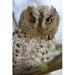 African Scops owl (Otus senegalensis) winking on a branch Tarangire National Park Tanzania Poster Print by Panoramic Images (16 x 24)
