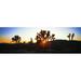 Silhouette of Joshua trees in a desert Joshua Tree National Park California USA Poster Print (36 x 12)