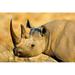 Black Rhinoceros at Halali Resort Namibia Poster Print by Joe Restuccia III (38 x 25)