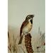 Bird Life 1901 Dickcissel Poster Print by Ernest T. Seton (18 x 24)