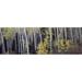 Aspen trees in a forest Aspen Pitkin County Colorado USA Poster Print by - 36 x 12