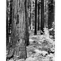 Giant Redwood trees in a forest California USA Poster Print (24 x 36)