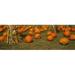 Panoramic Images PPI94310L Corn plants with pumpkins in a field South Dakota USA Poster Print by Panoramic Images - 36 x 12