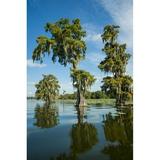 USA Louisiana Swamp landscape; Breaux Bridge Poster Print