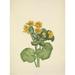 N. American Wild Flowers 1925 Marshmarigold Poster Print by Mary V. Walcott (24 x 36)