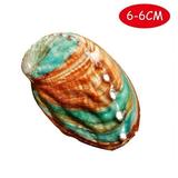 1 *Natural Abalone Natural Abalone Material DIY F6X2 Fast R2K1- Z2S0