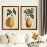 August Grove® Antique Pear Botanical I by Vincent Van Gogh - 2 Piece Picture Frame Painting Print Set Canvas, in Orange | Wayfair