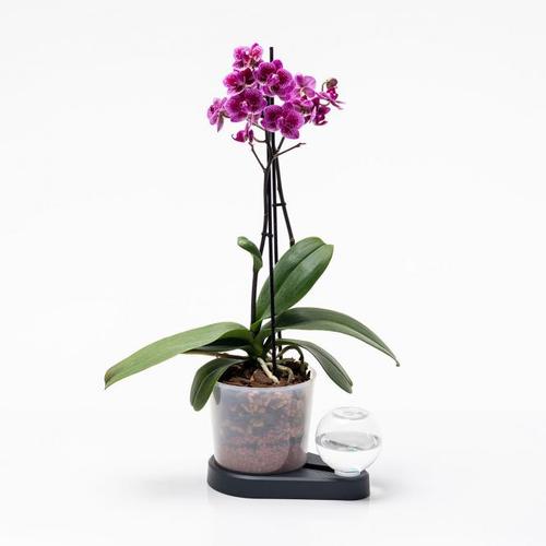 Orchideenheld Bewässerungshilfe, anthrazit
