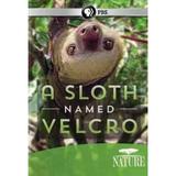 Nature: A Sloth Named Velcro (DVD) PBS (Direct) Special Interests