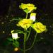 Solar Lights Outdoor Rose Flower 1 Pack Solar Powered Garden Decorations with 5 Bigger Rose Flower WaterproofLights for Garden Patio Yard Pathway Decoration (Yellow Rose)